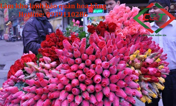 Làm kho lạnh bảo quản hoa hồng tại Hà Nội