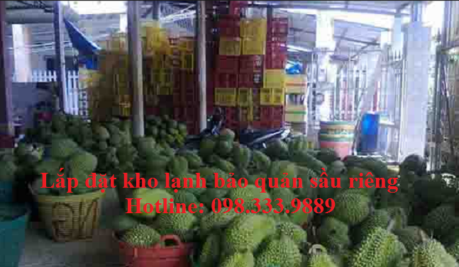 kho lạnh bảo quản sầu riêng